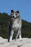 AKITA INU 316